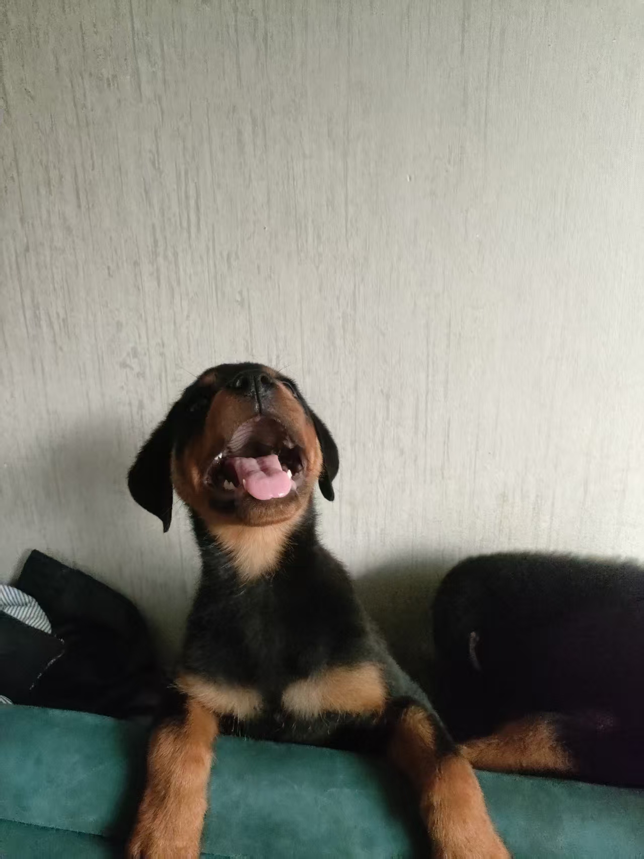罗威纳幼犬急售